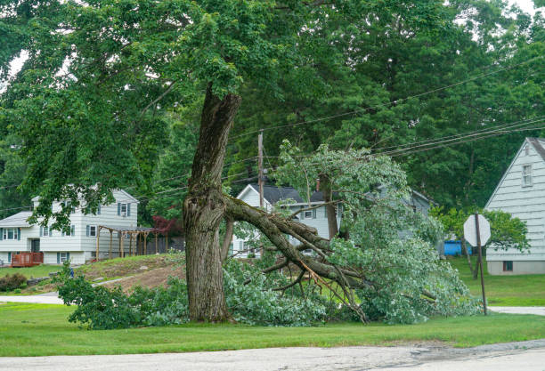 Best Tree Removal  in West Chester, PA